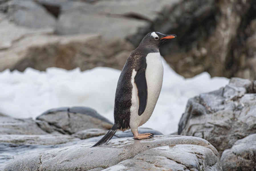 Pingüino Papua o Gentoo -  Antártida 13.jpg